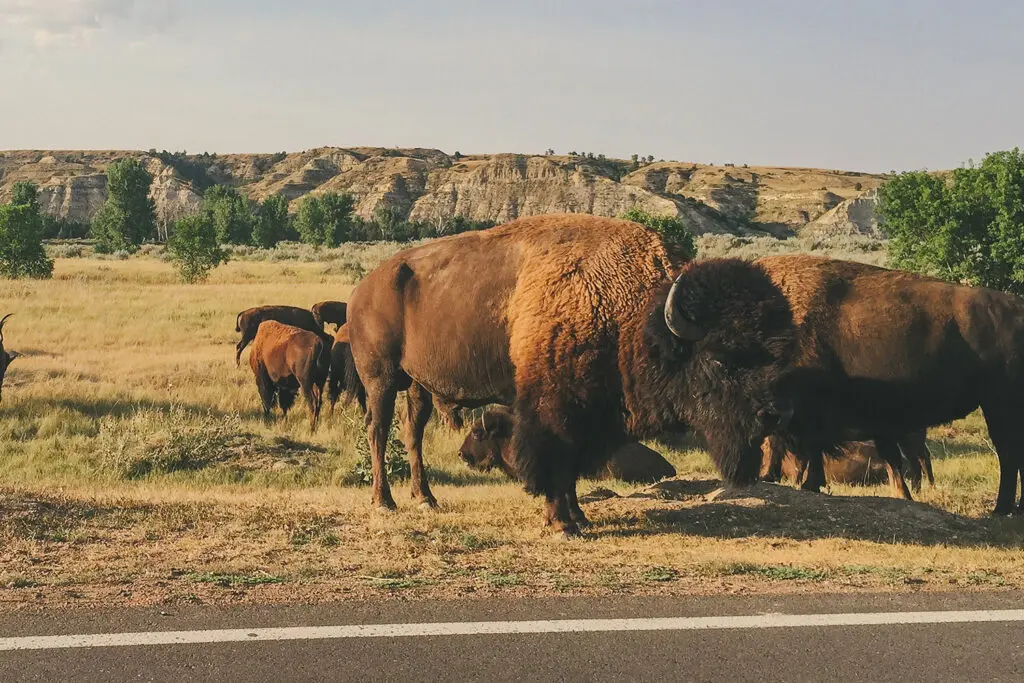 A heard of bison stand grazing with the Badlands in the background in Theodore Roosevelt National Park, near Medora, ND.