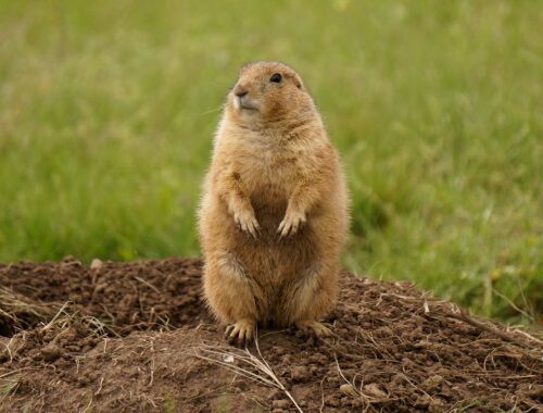 prairie dog