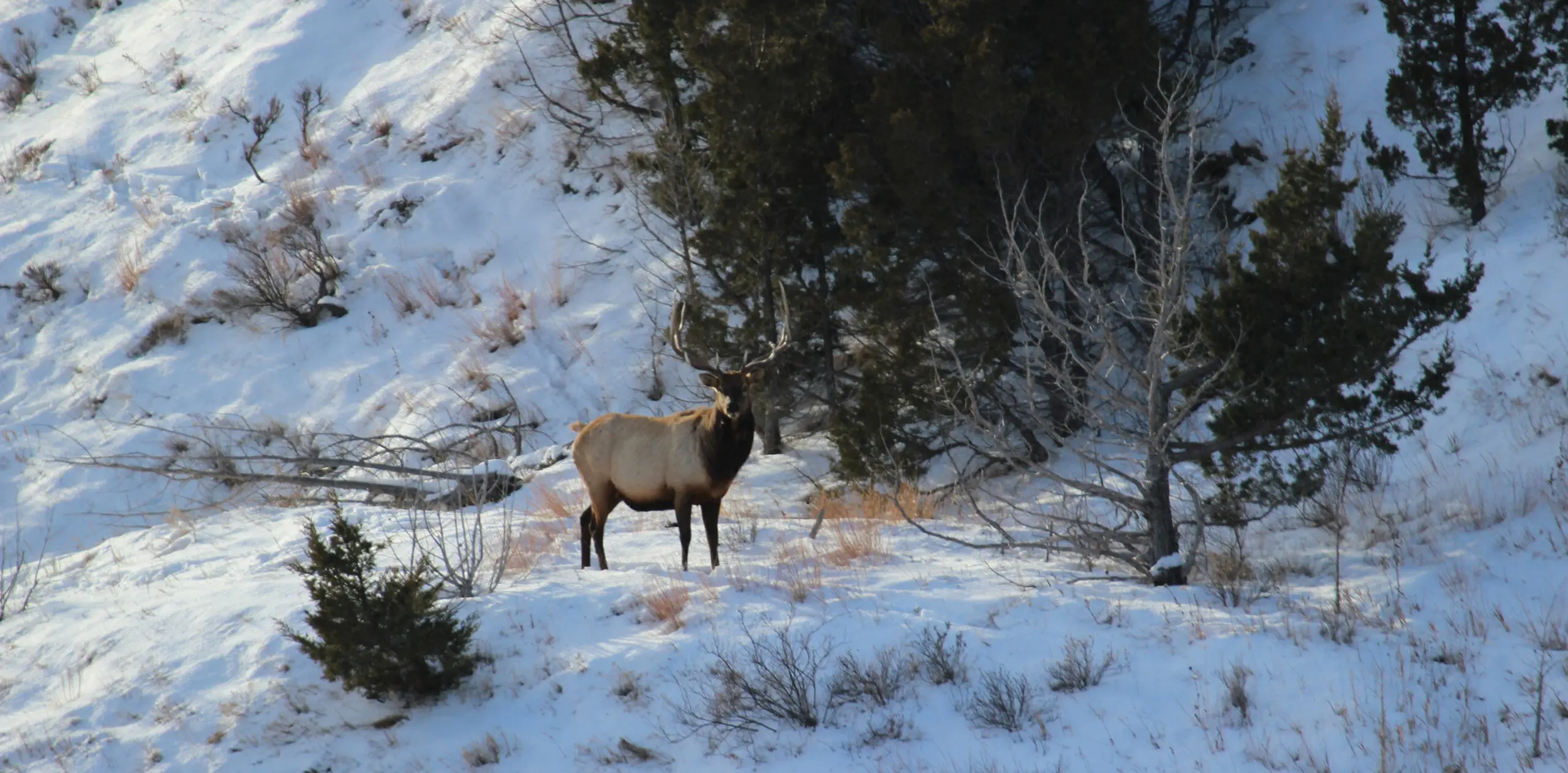 moose in winter landscape
