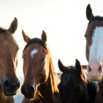 Heads of three horse look towards the camera in Medora, North Dakota