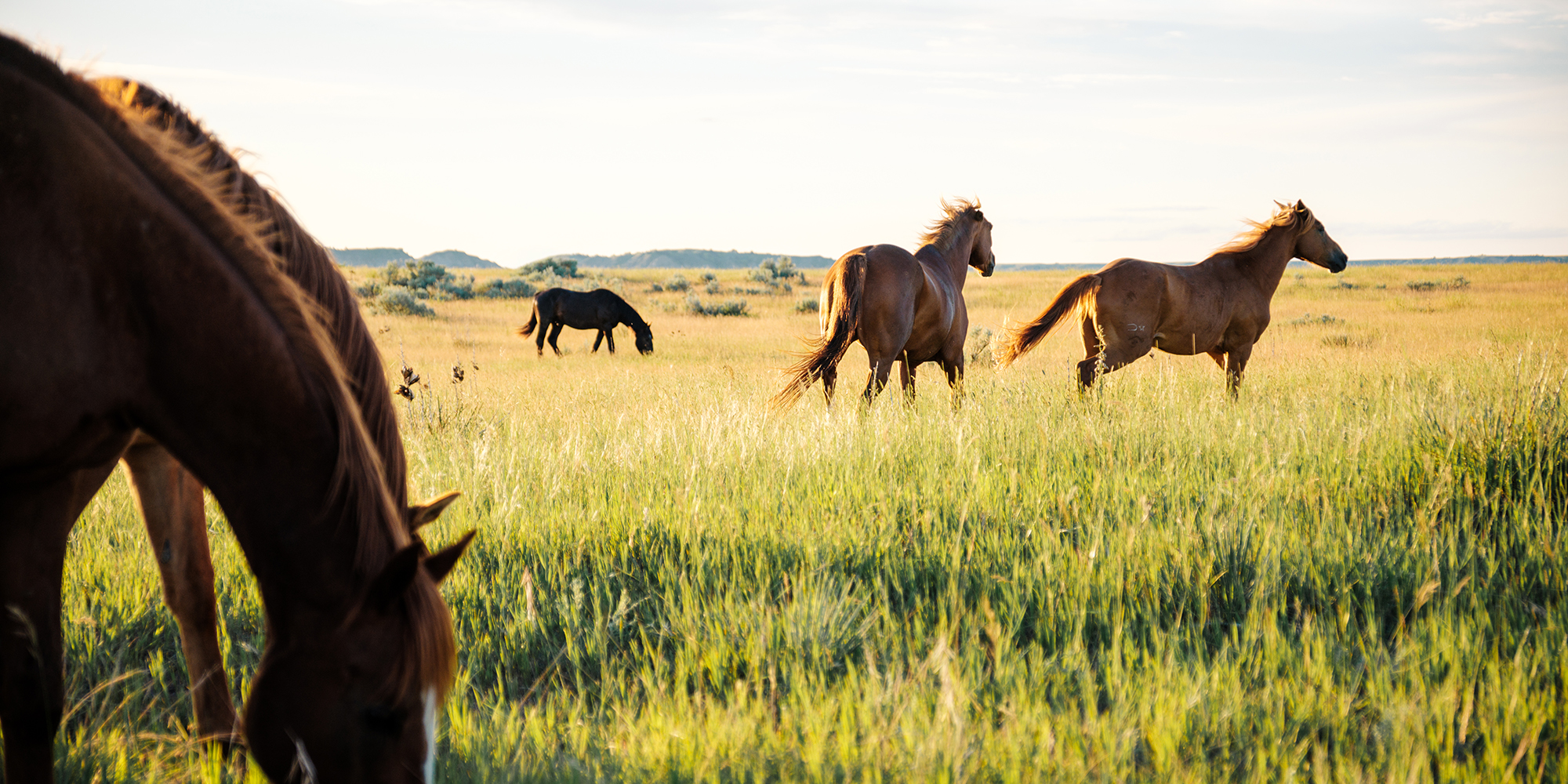 A group of horses grazes and roams in a field in Medora, North Dakota