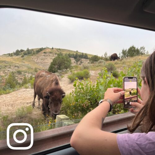 A woman taking a photo of a bison in the North Dakota Badlands, Theodore Roosevelt National Park, Medora, ND