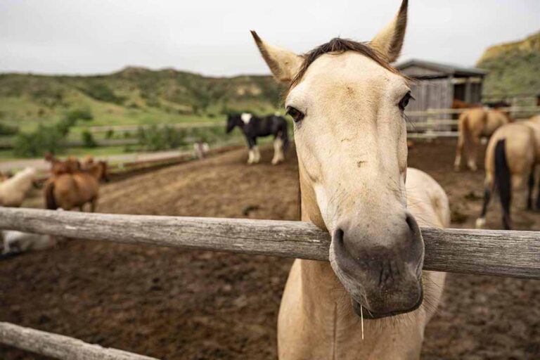Ladies Horse Camp Feature 17